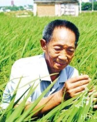 开云体育官网-“杂交水稻之父”走了，留给我们无尽的思念